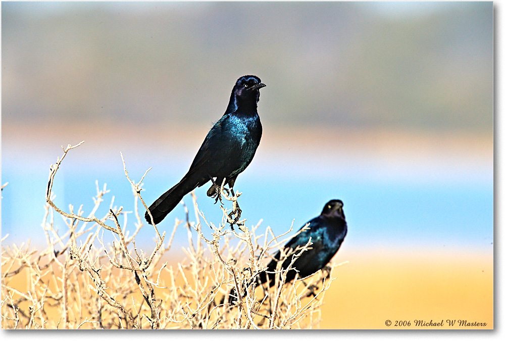 GrackleMales_Assateague_2006Mar_E0K7309 copy
