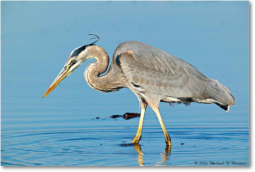 GreatBlueHeron_ChincoNWR-wll_2006Mar1FFT8275 copy