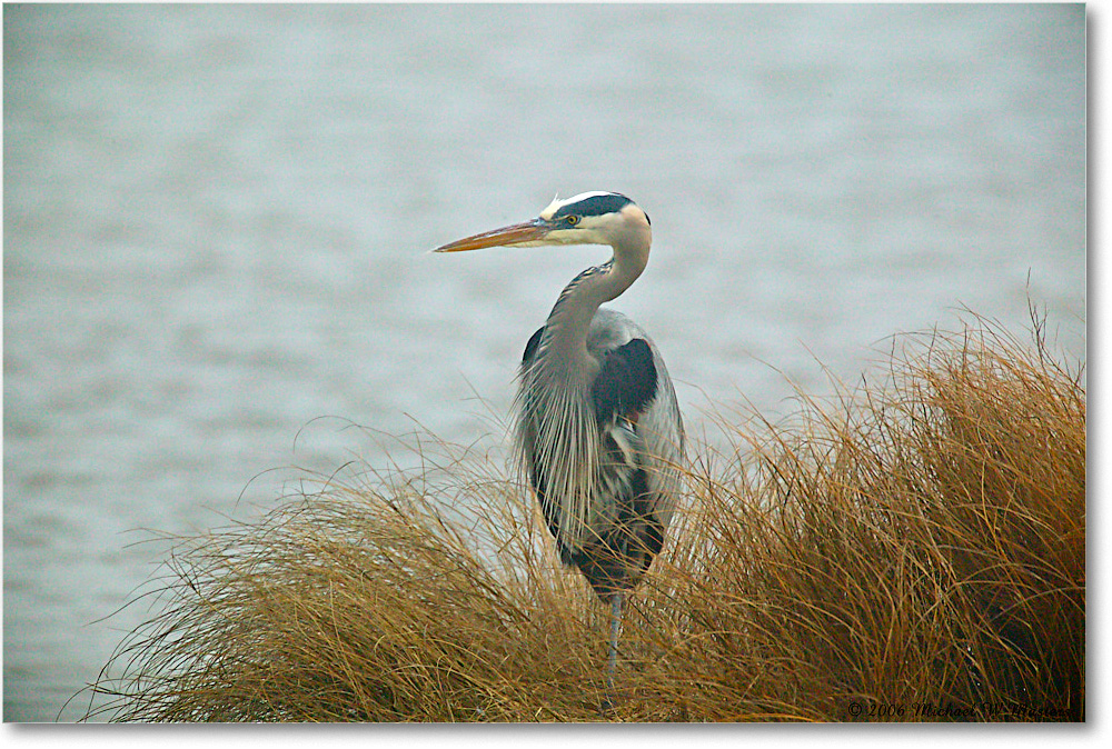 GreatBlueHeron_ChincoNWR-wll_2006Mar1FFT8306 copy