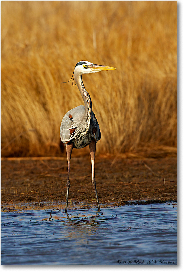 GreatBlueHeron_ChincoNWR-wll_2006Mar_E0K7905 copy