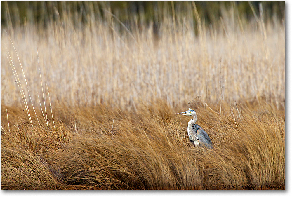 GreatBlueHeron_ChincoNWR-wll_2006Mar_E0K7909 copy