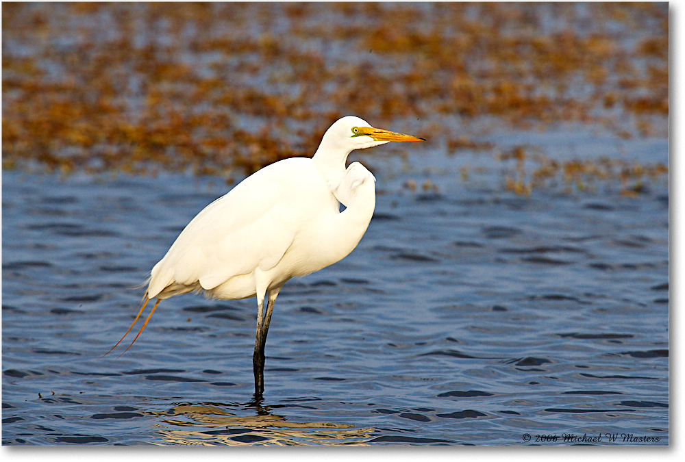GreatEgret_ChincoNWR-wll_2006Mar_E0K7751 copy