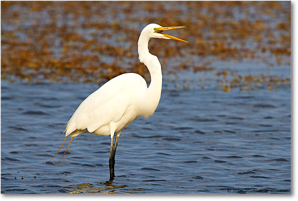 GreatEgret_ChincoNWR-wll_2006Mar_E0K7753 copy