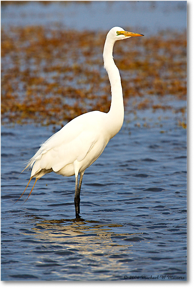 GreatEgret_ChincoNWR-wll_2006Mar_E0K7756 copy