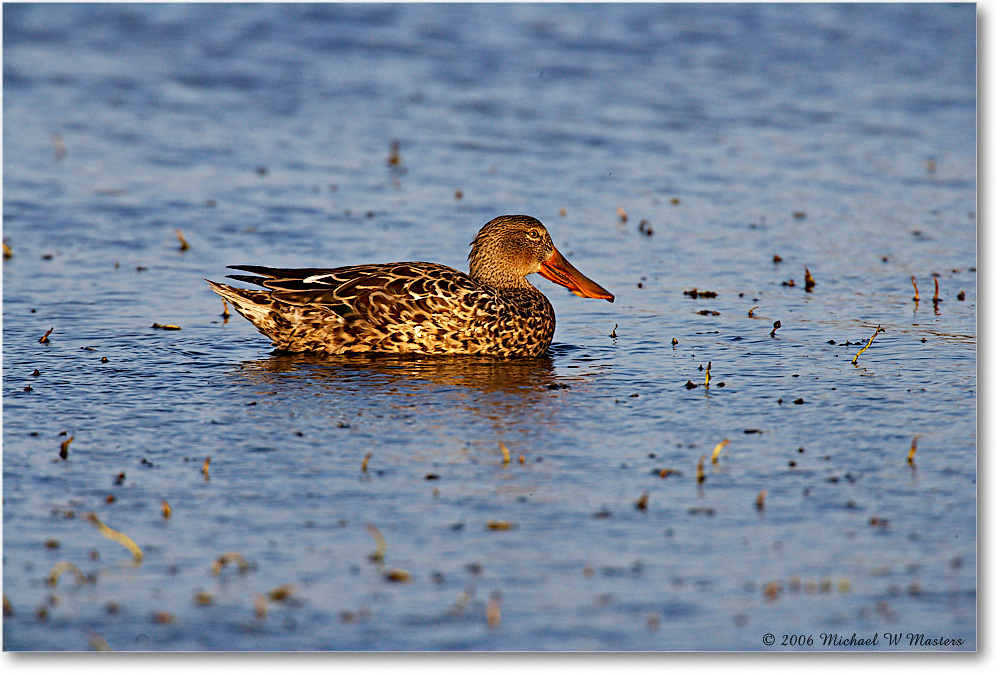 NorthernShovelerFemale_ChincoNWR_2006Mar_E0K7291 copy