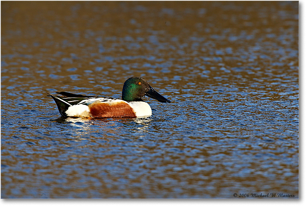 NorthernShoveler_ChincoNWR_2006Mar_E0K7270 copy