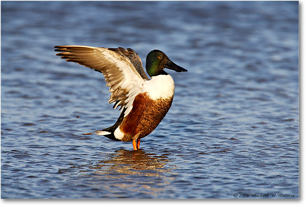 NorthernShoveler_ChincoNWR_2006Mar_E0K7279 copy