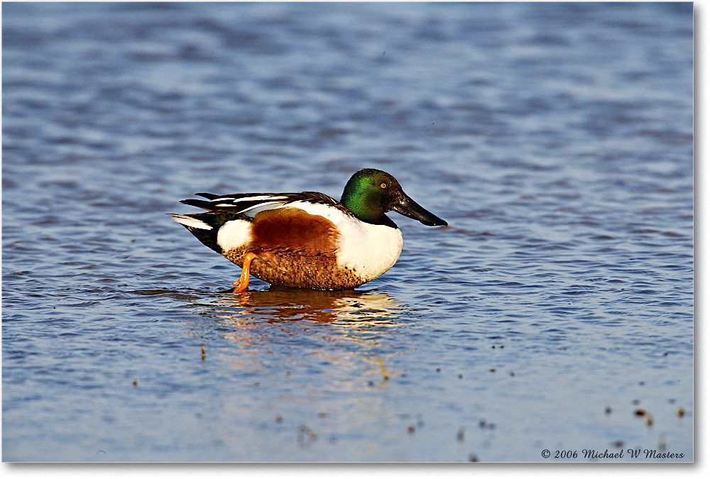 NorthernShoveler_ChincoNWR_2006Mar_E0K7281 copy