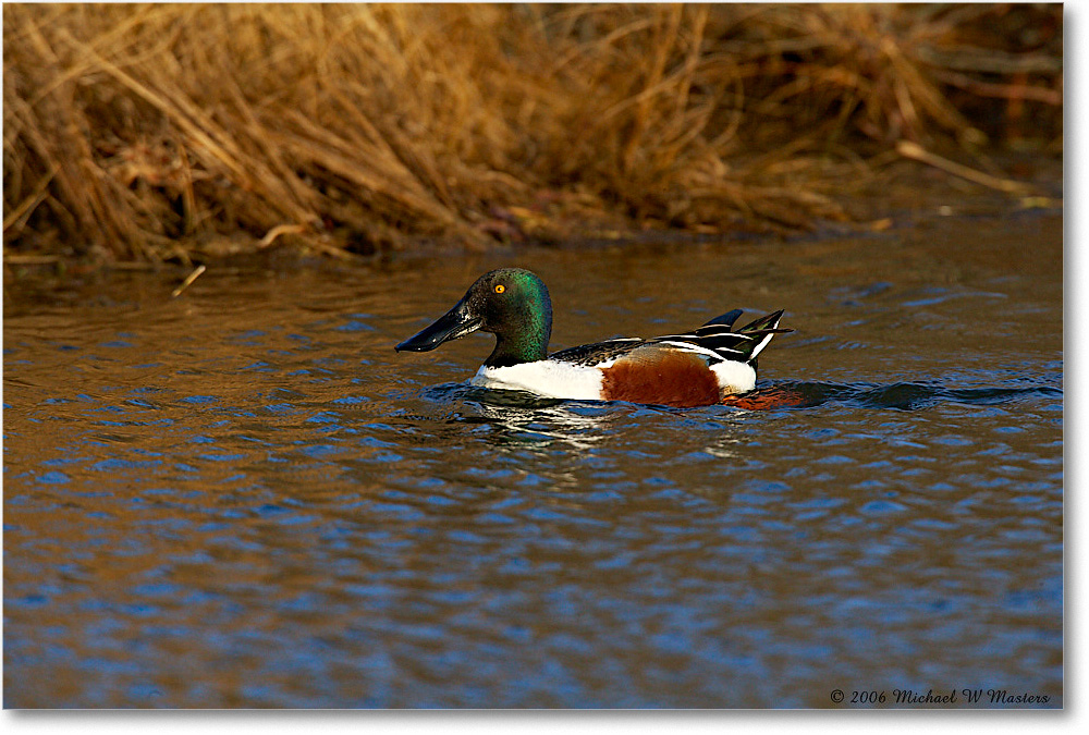 NorthernShoveler_ChincoNWR_2006Mar_E0K7285 copy