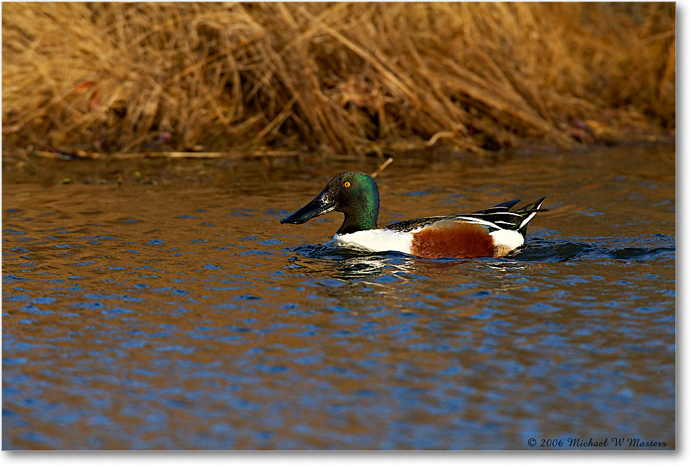 NorthernShoveler_ChincoNWR_2006Mar_E0K7287 copy