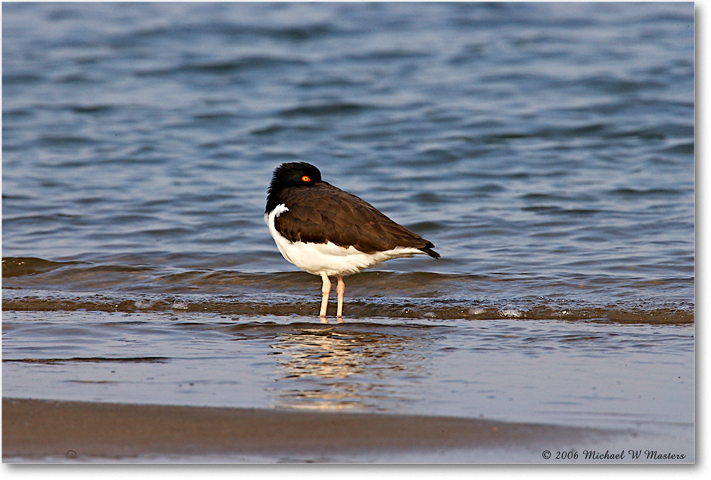 OysterCatcher_LittleTomsCove_2006Mar_E0K7778 copy