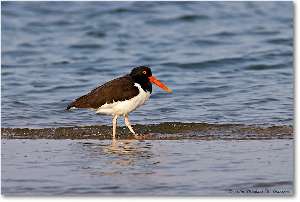 OysterCatcher_LittleTomsCove_2006Mar_E0K7780 copy