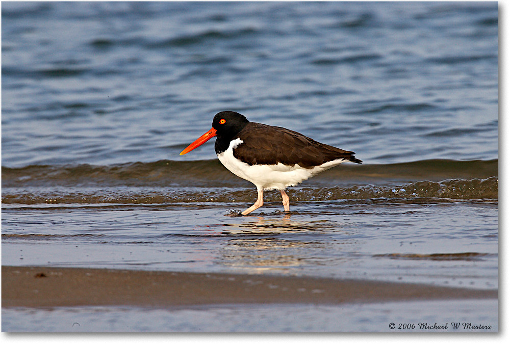 OysterCatcher_LittleTomsCove_2006Mar_E0K7787 copy