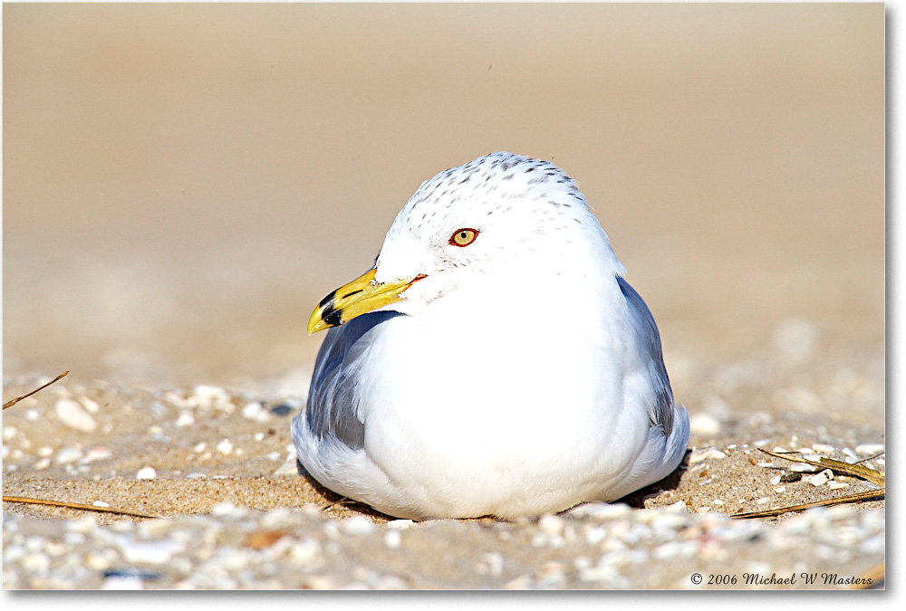 RingbillGull_Assateague_2006Mar_E0K7319 copy