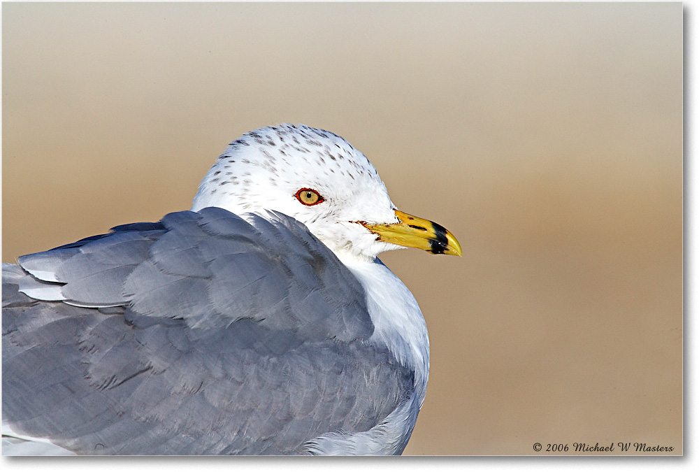 RingbillGull_Assateague_2006Mar_E0K7333 copy