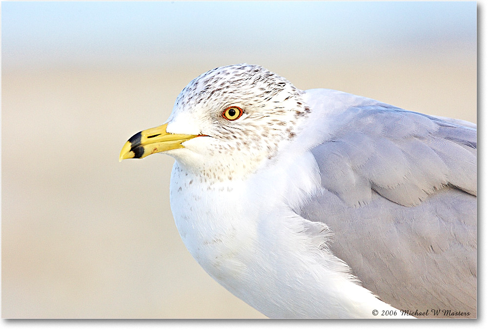 RingbillGull_Assateague_2006Mar_Y2F7867 copy