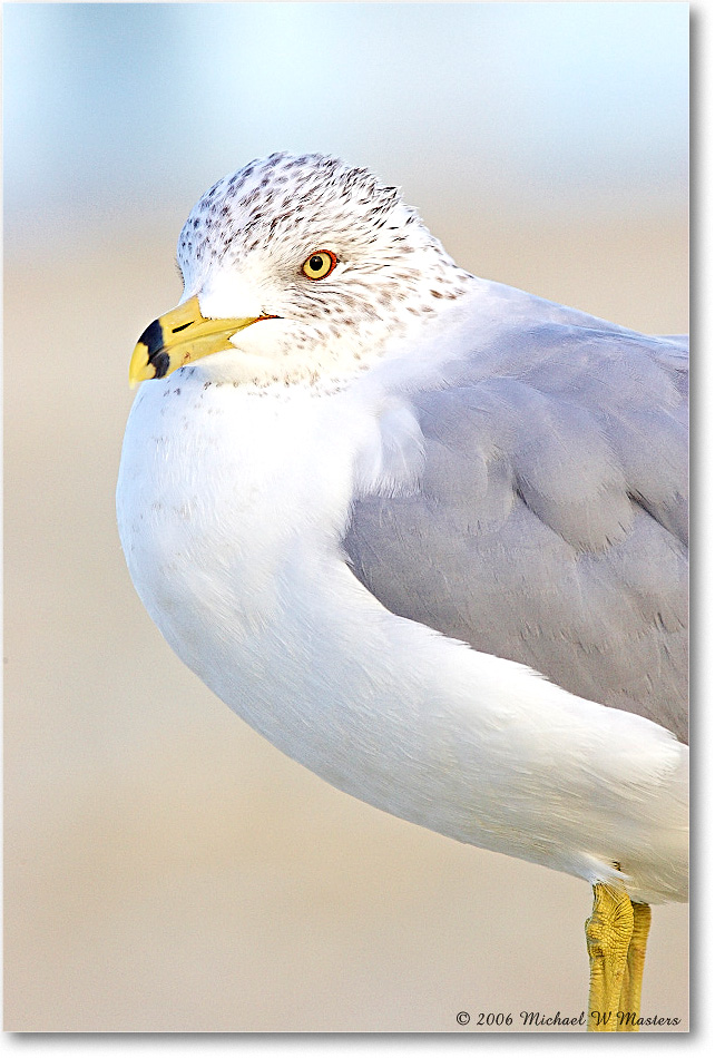 RingbillGull_Assateague_2006Mar_Y2F7877 copy