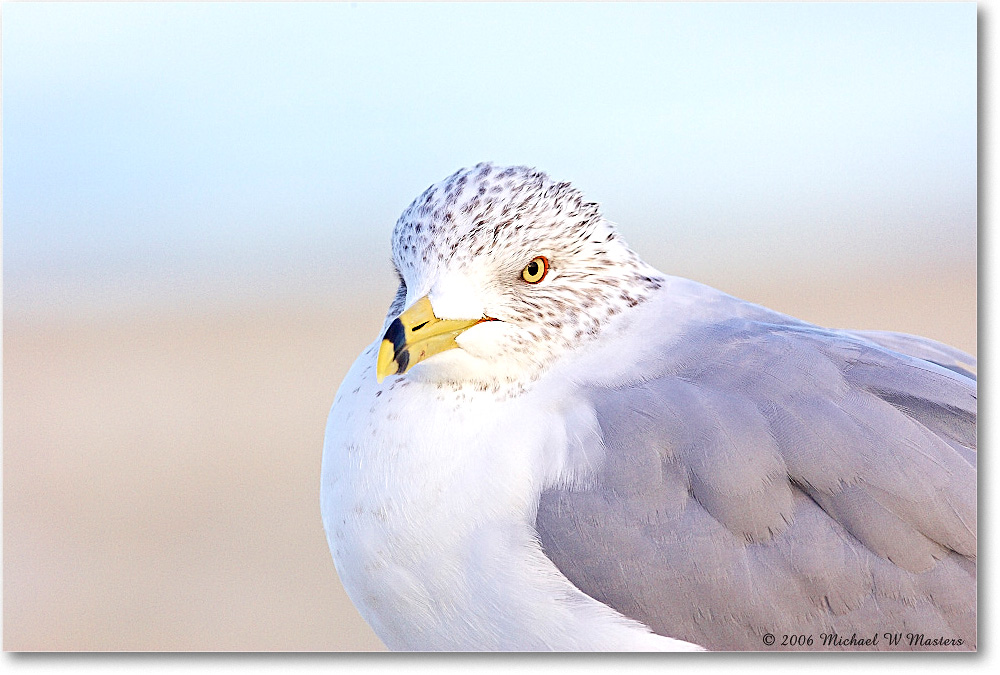 RingbillGull_Assateague_2006Mar_Y2F7885 copy