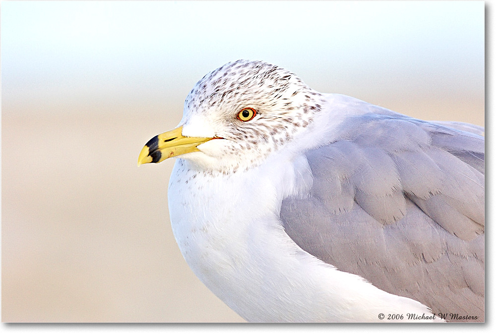 RingbillGull_Assateague_2006Mar_Y2F7887 copy