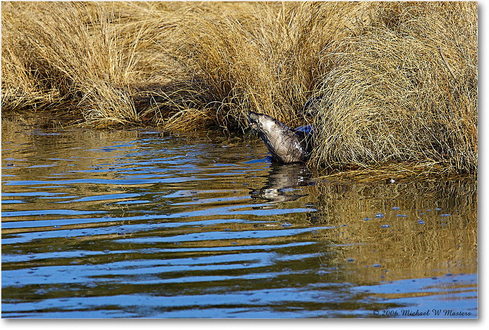 RiverOtter_ChincoNWR_2006Mar_Y2F7759 copy