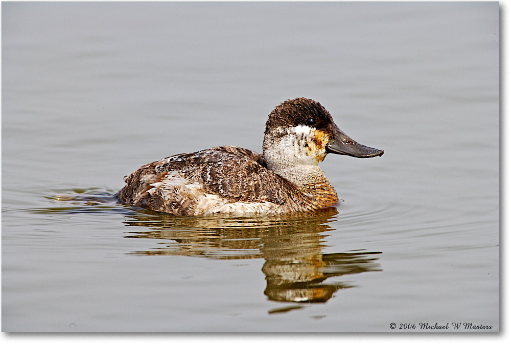 RuddyDuck_ChincoNWR_2006Mar_E0K7687 copy