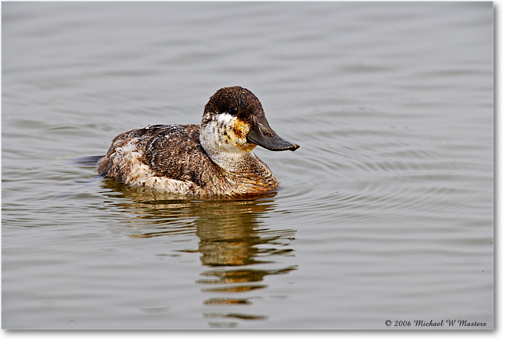 RuddyDuck_ChincoNWR_2006Mar_E0K7689 copy