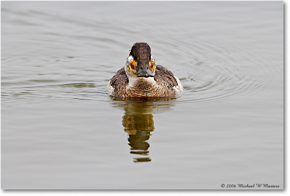 RuddyDuck_ChincoNWR_2006Mar_E0K7697 copy
