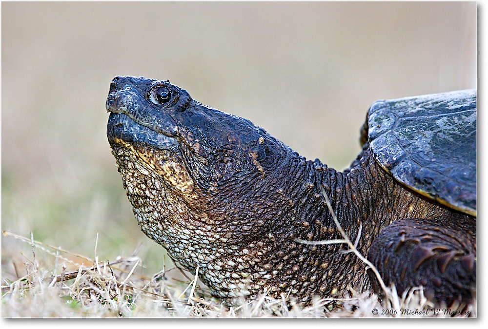 SnappingTurtle_ChincoNWR_2006Mar_Y2F7931 copy