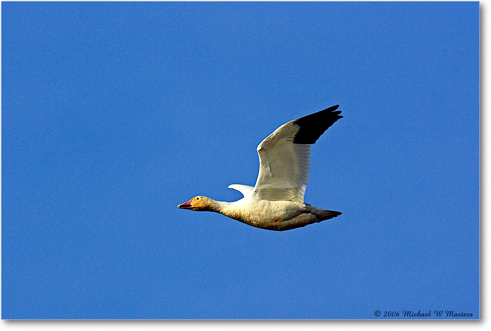 SnowGoose_ChincoNWR_2006Mar_Y2F7721 copy