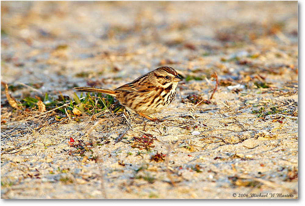 SongSparrow_ChincoNWR_2006Mar_E0K7304 copy