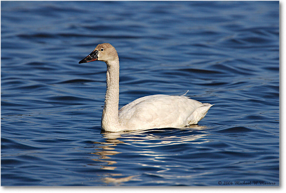 TundraSwan_ChincoNWR-sc_2006Mar_E0K7348 copy