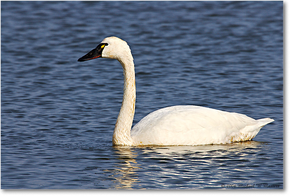 TundraSwan_ChincoNWR-sc_2006Mar_E0K7851 copy