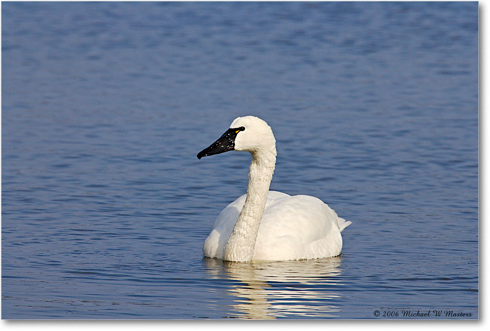 TundraSwan_ChincoNWR-sc_2006Mar_E0K7874 copy