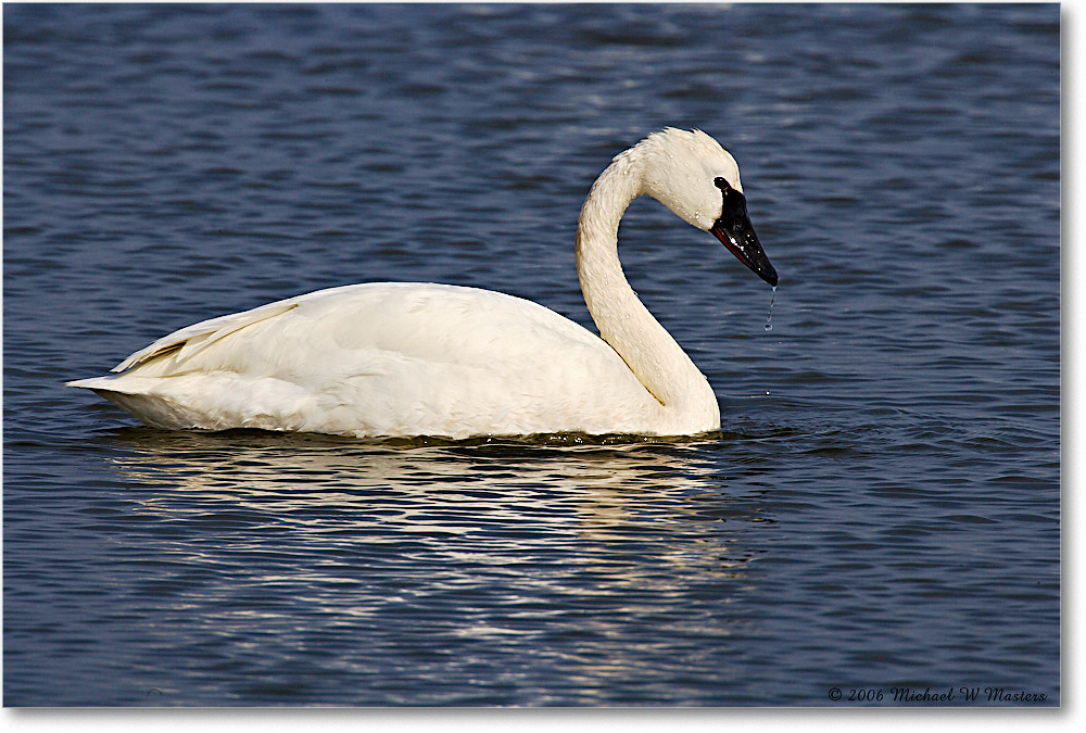 TundraSwan_ChincoNWR-sc_2006Mar_E0K7891 copy