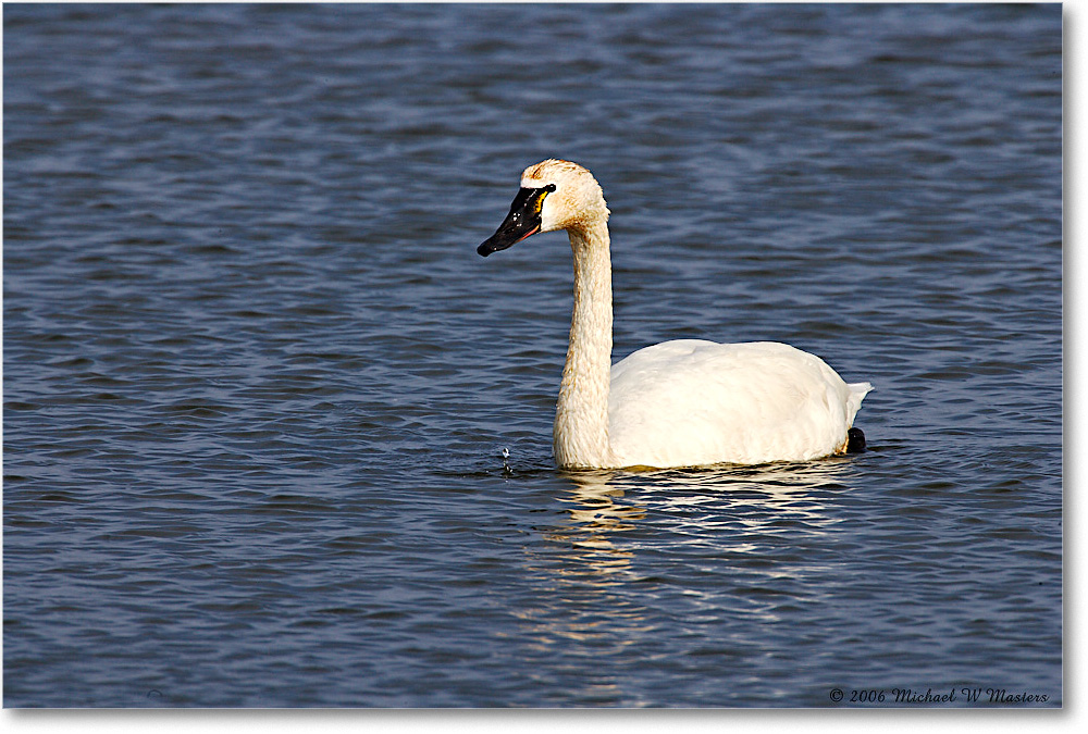 TundraSwan_ChincoNWR-sc_2006Mar_E0K7895 copy