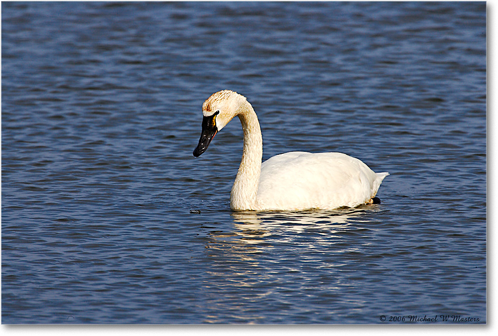 TundraSwan_ChincoNWR-sc_2006Mar_E0K7897 copy