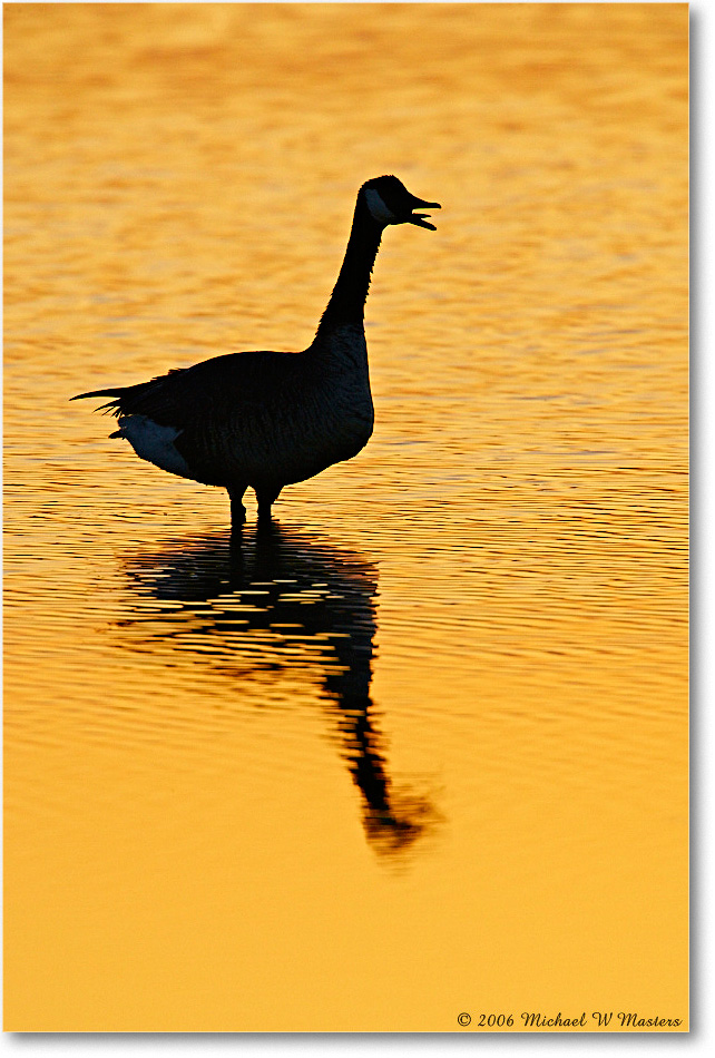 CanadaGoose_ChincoNWR-sc_2006May_E0K9068 copy