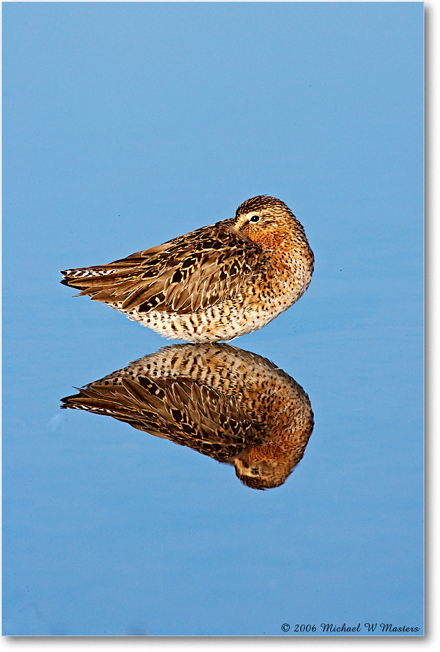 Dowitcher_Assateague_2006May_E0K9136 copy