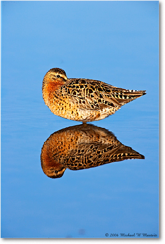 Dowitcher_Assateague_2006May_E0K9153 copy