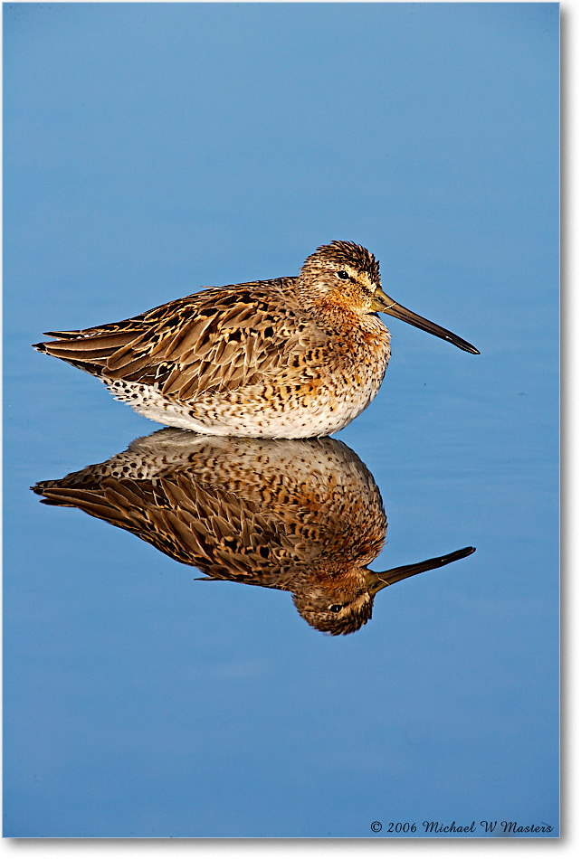 Dowitcher_Assateague_2006May_E0K9156 copy