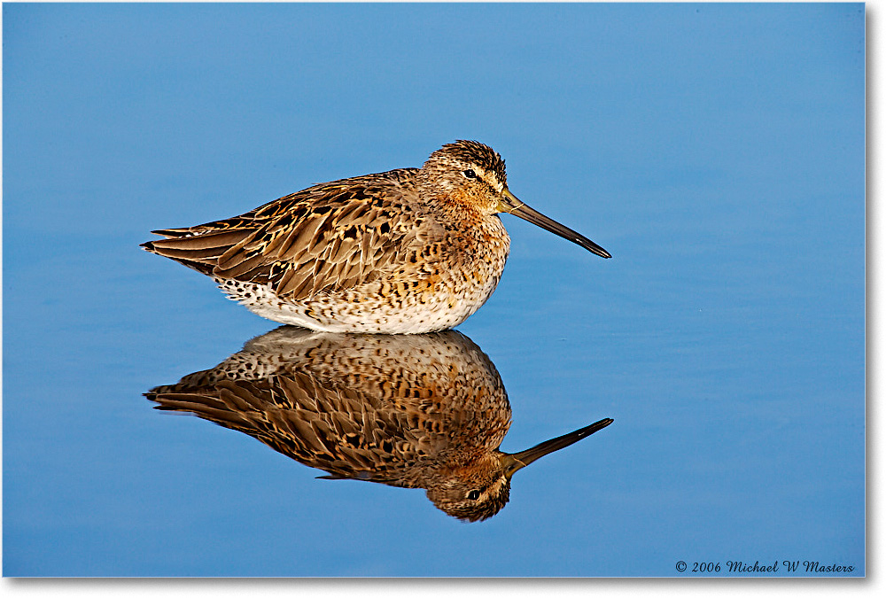 Dowitcher_Assateague_2006May_E0K9166 copy