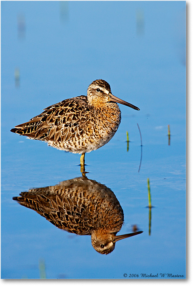 Dowitcher_Assateague_2006May_E0K9186 copy