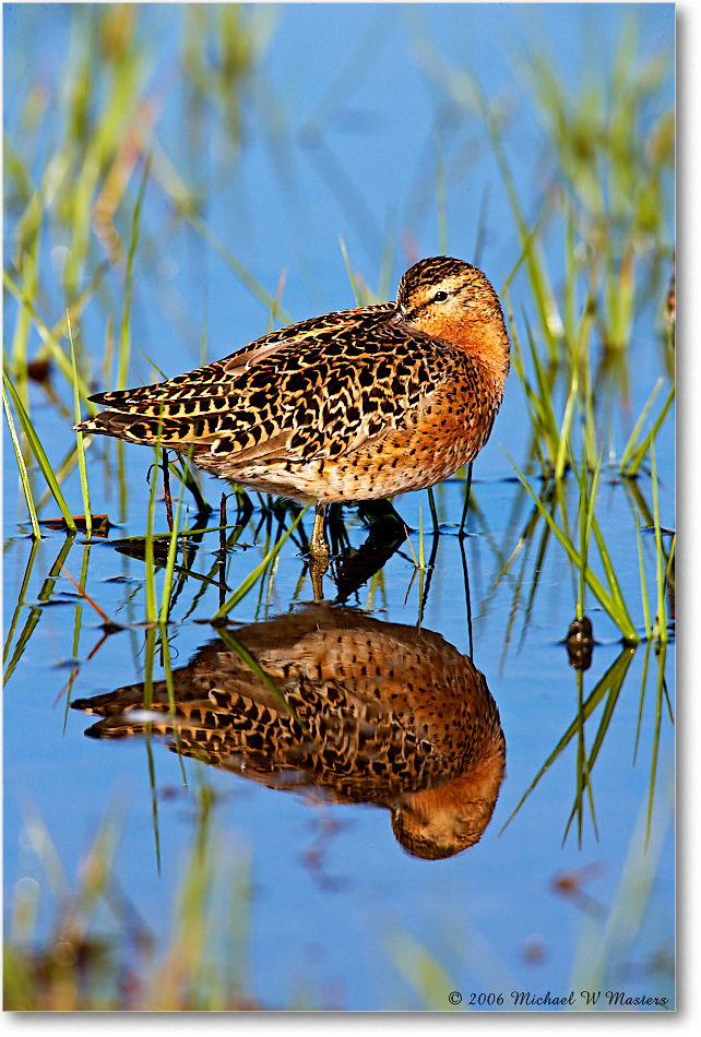 Dowitcher_Assateague_2006May_E0K9230 copy