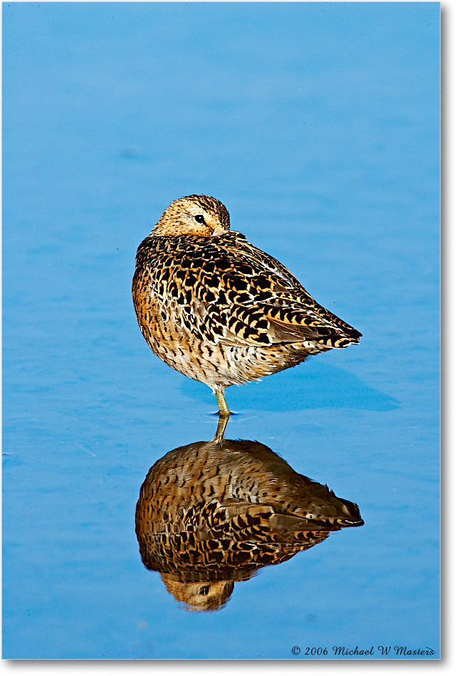 Dowitcher_Assateague_2006May_E0K9269 copy