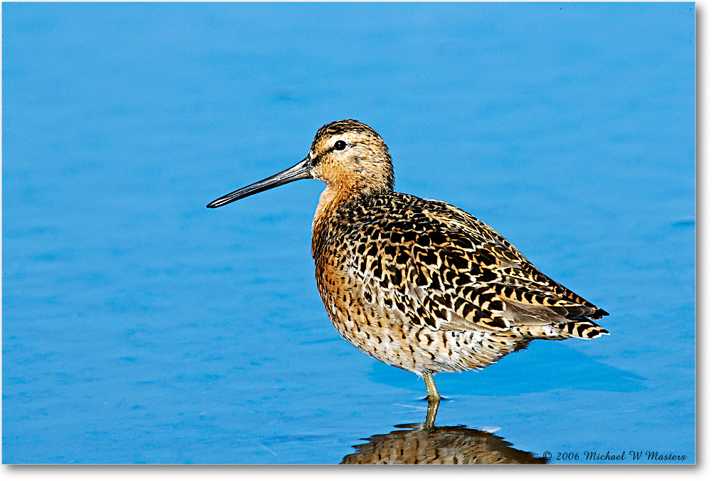 Dowitcher_Assateague_2006May_E0K9276 copy