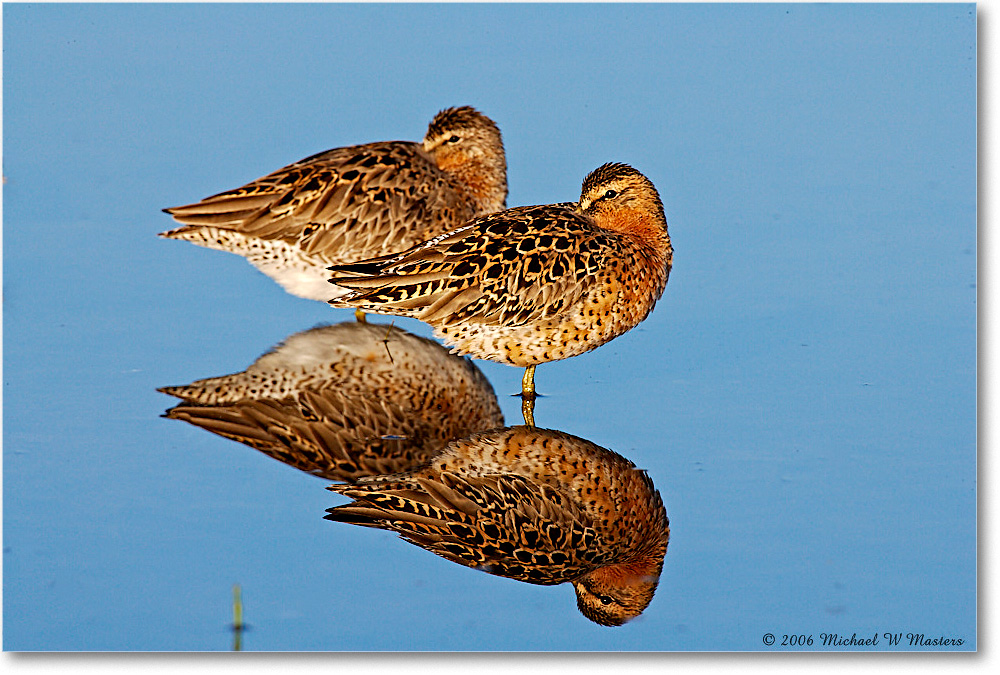 Dowitchers_Assateague_2006May_E0K9107 copy
