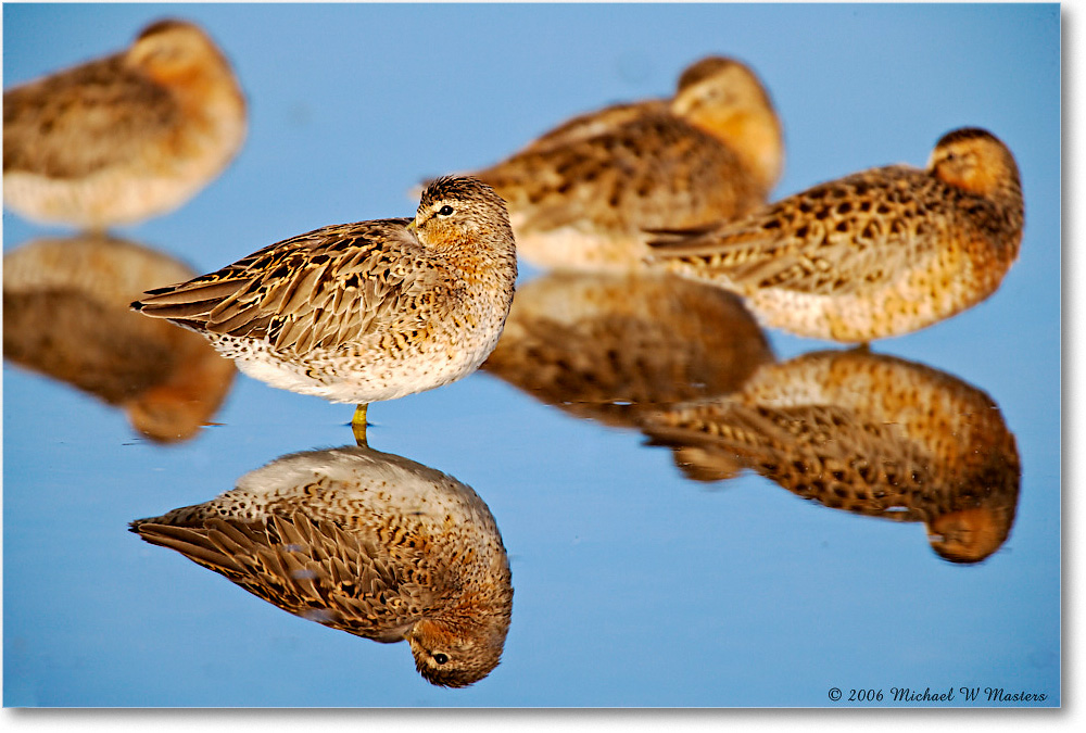 Dowitchers_Assateague_2006May_E0K9115 copy