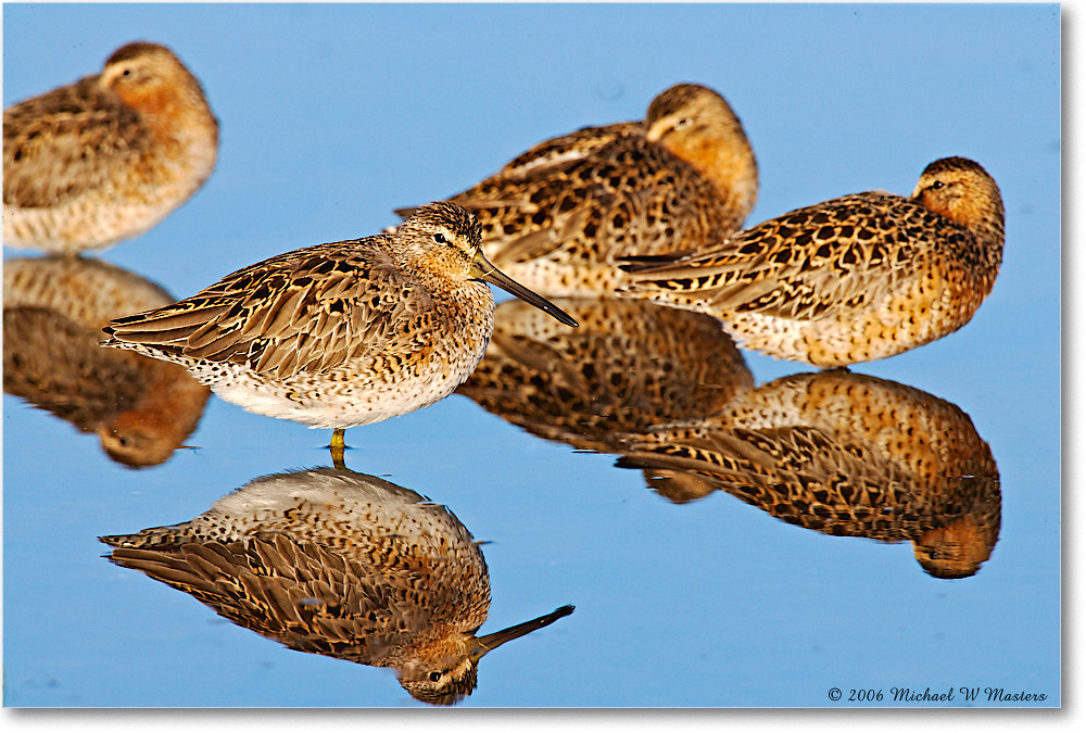 Dowitchers_Assateague_2006May_E0K9121 copy