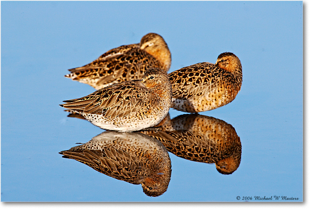Dowitchers_Assateague_2006May_E0K9124 copy