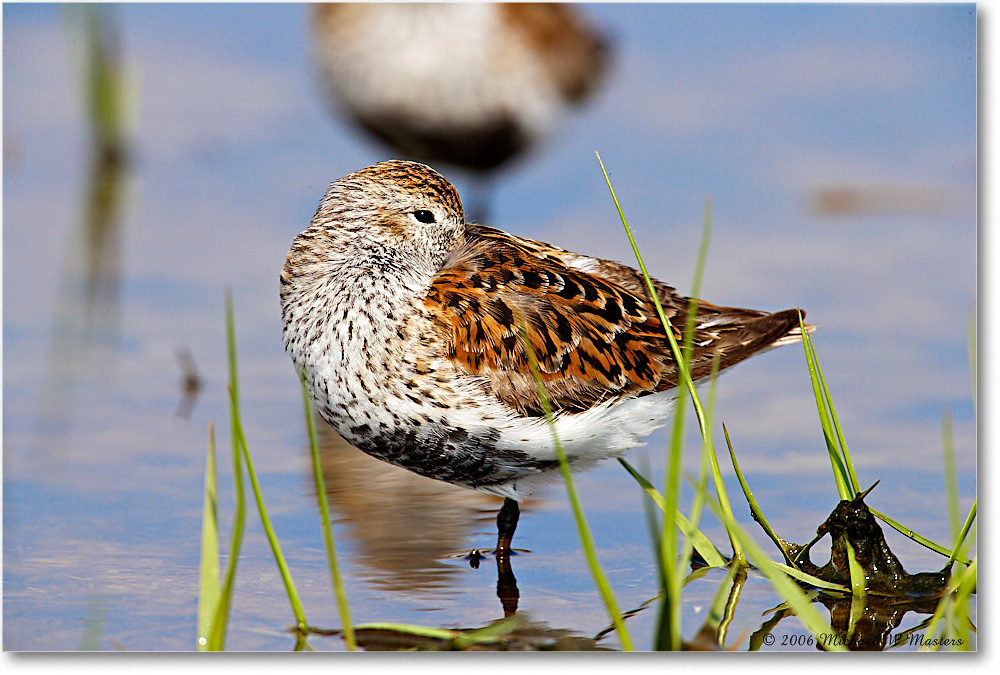 Dunlin_Assateague_2006May_E0K8825 copy